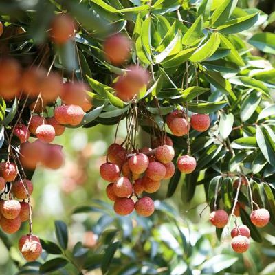 Đặc sản miền Bắc