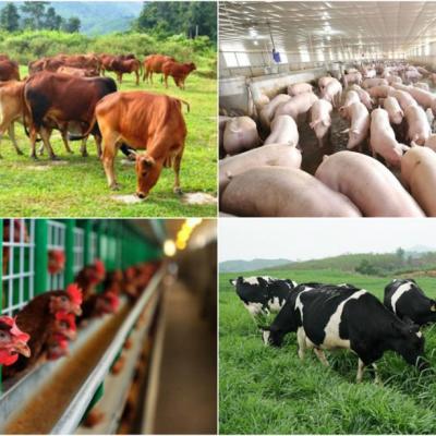 Dịch vụ chăn nuôi