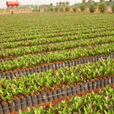 Xử lý hạt giống để nhân giống